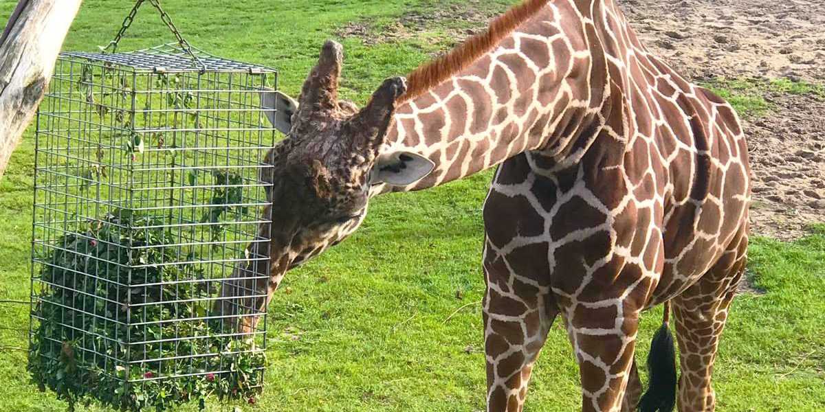 giraffe-blijdorp-header giraffe-blijdorp