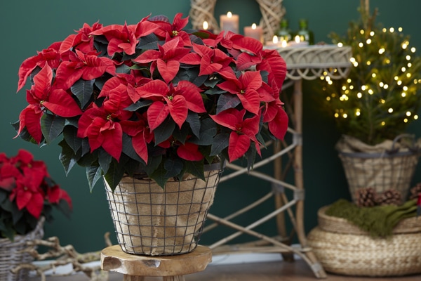 poinsettia-kerstster