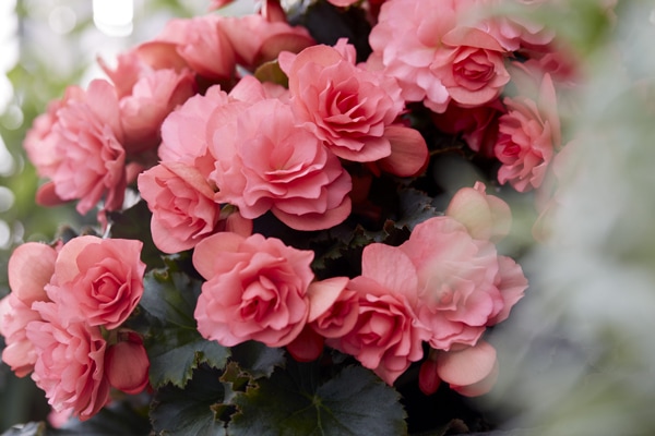 premium-begonia premium-begonia