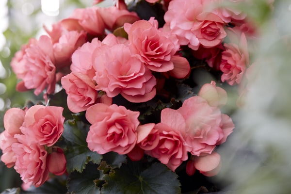 premium-begonia