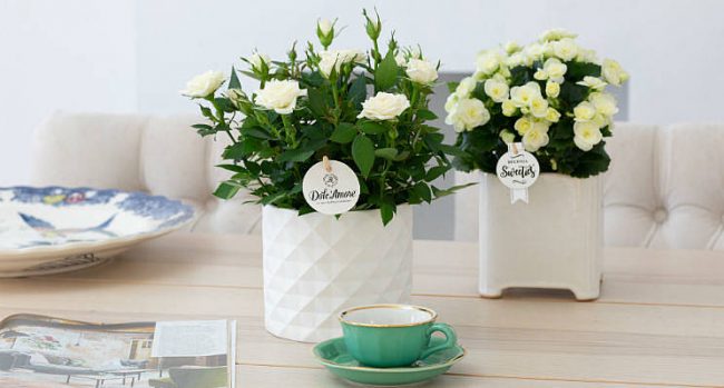 csm_BegoniaSweetiesintroductie_eb2e9bbdf4